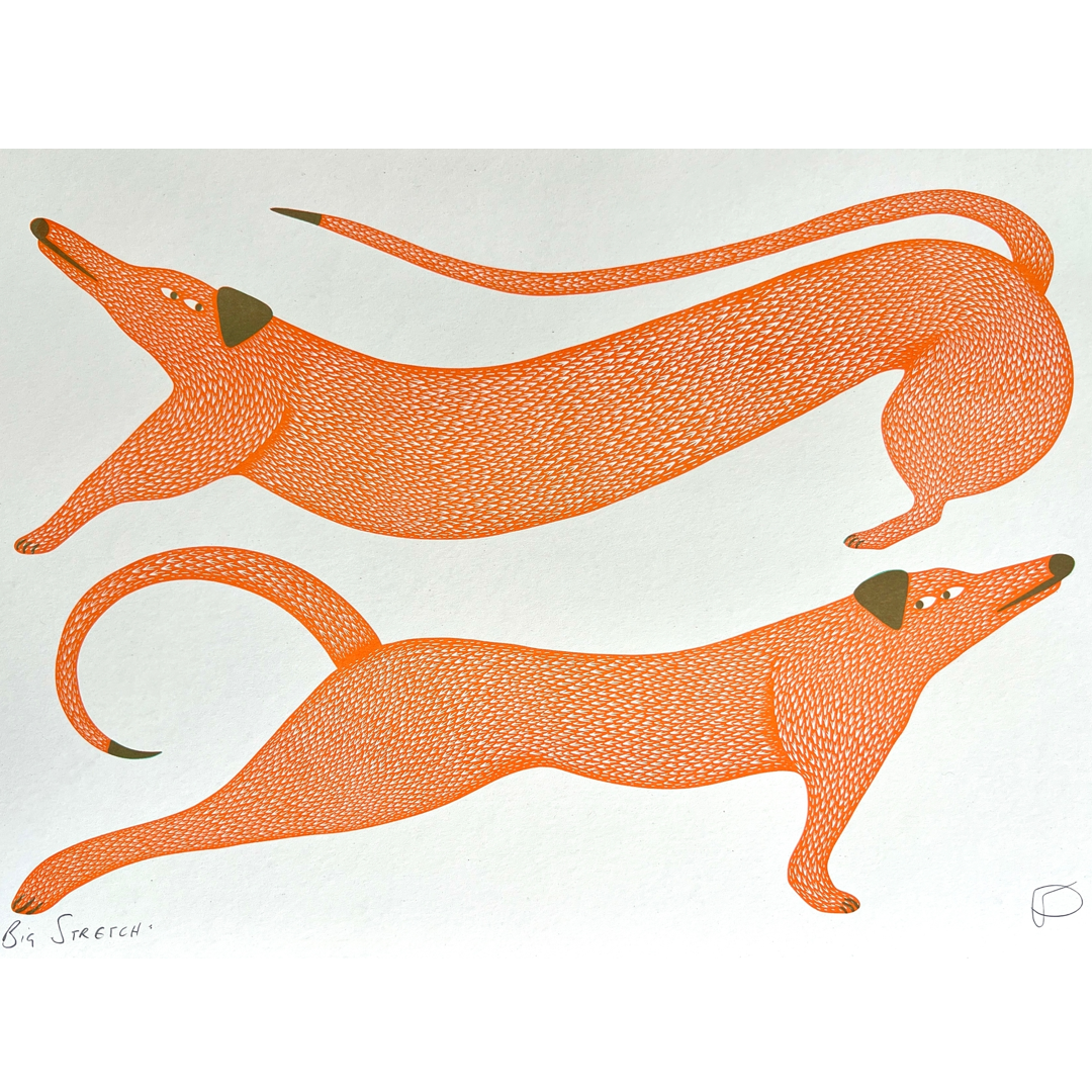 Two orange dogs doing a big stretch on a white background