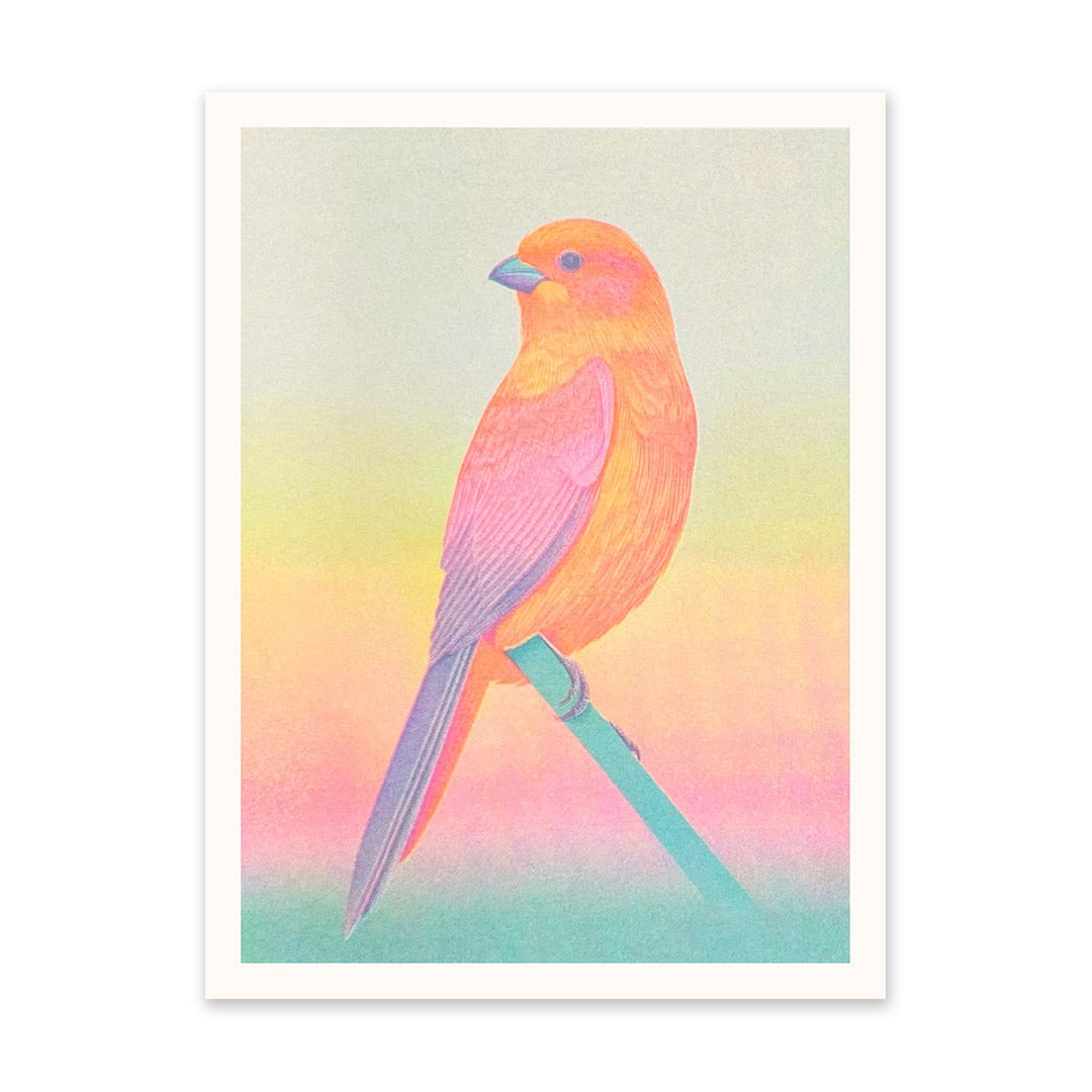 Colorful bird illustration on a pastel gradient background