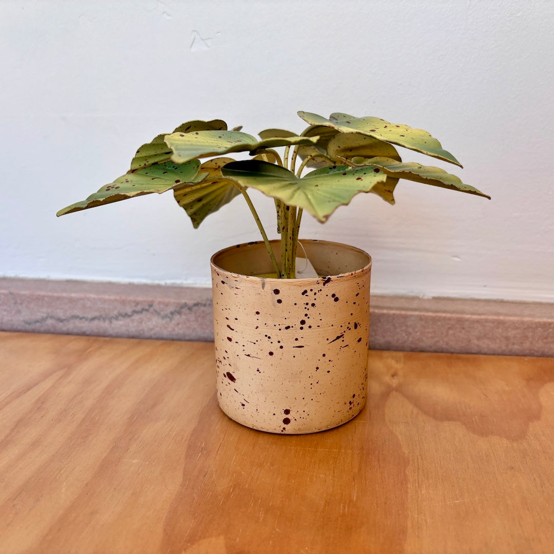 Potted aluminum plant on a wooden floor with a plain white wall background