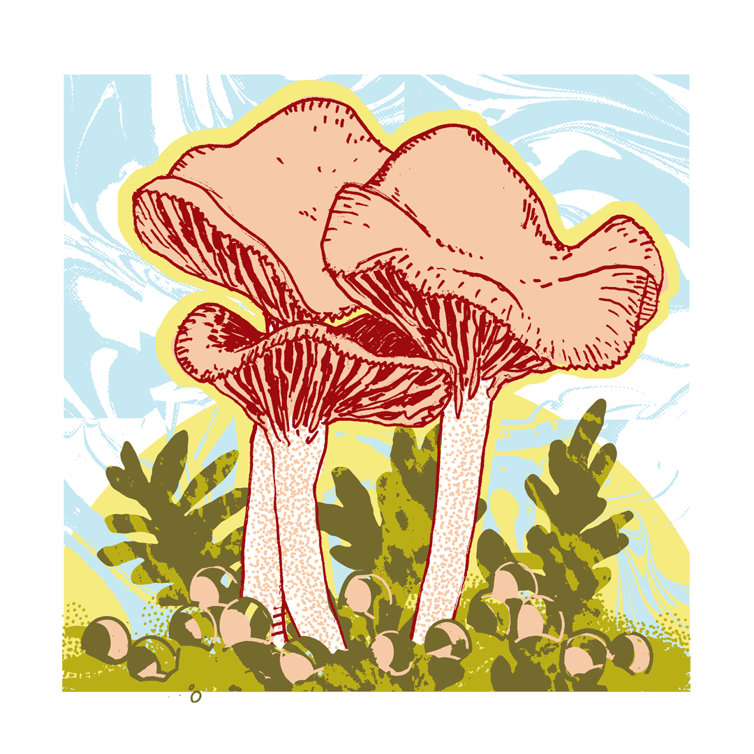 Wavy Cap Mushroom Mike Bencze