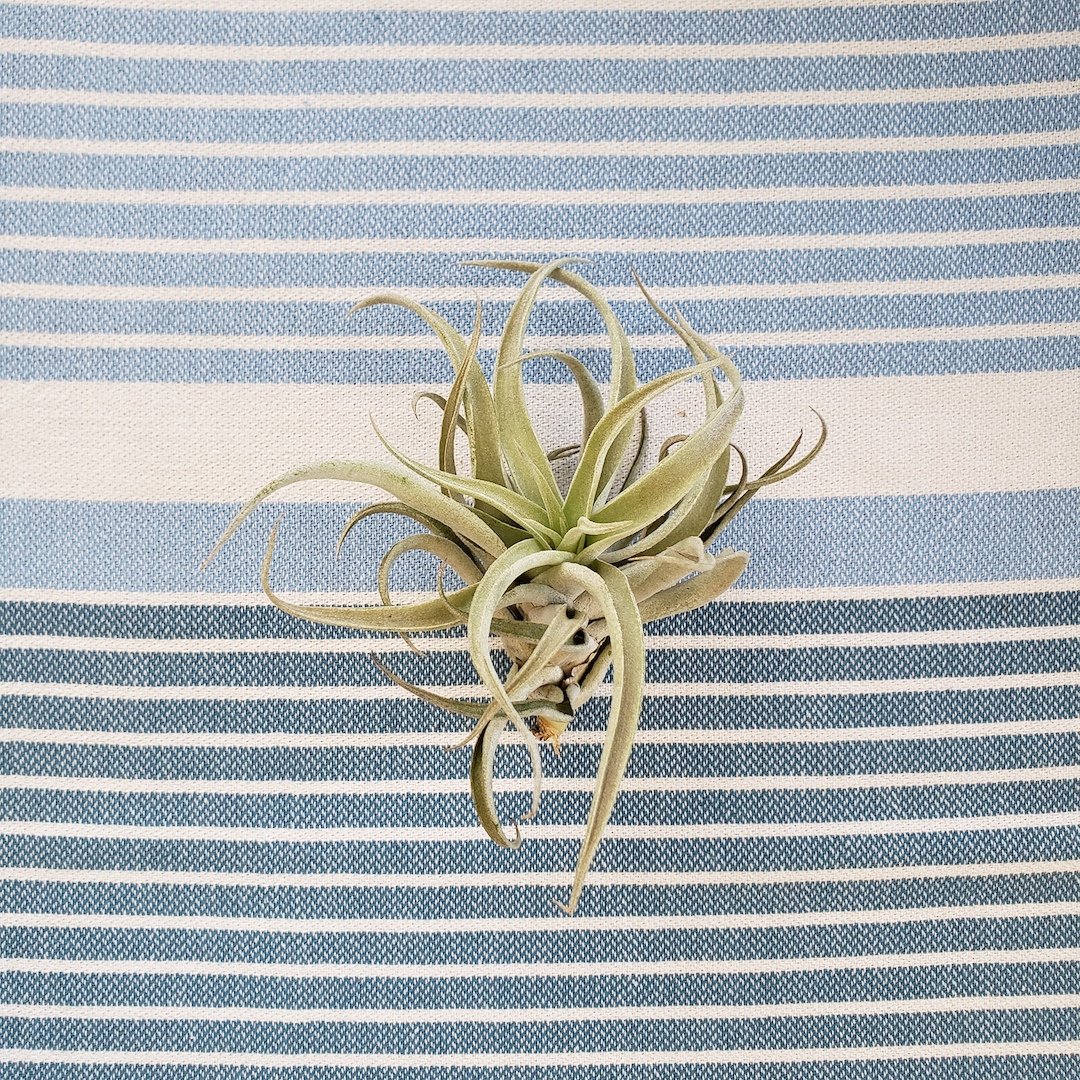 Air plant on a blue and white striped fabric background