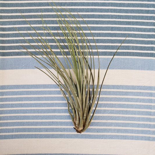 Tillandsia air plant on a blue and white striped fabric background