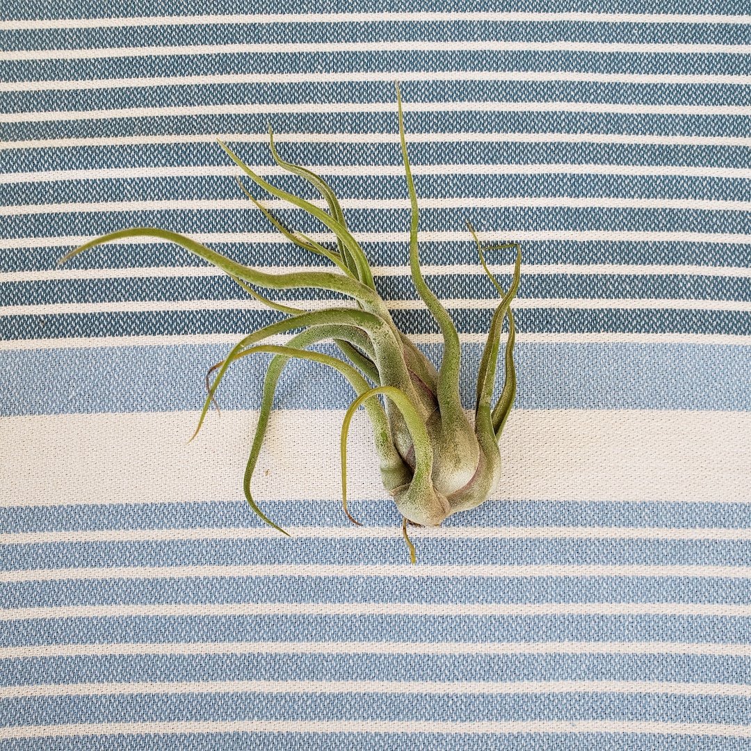 Green air plant on a blue and white striped fabric background
