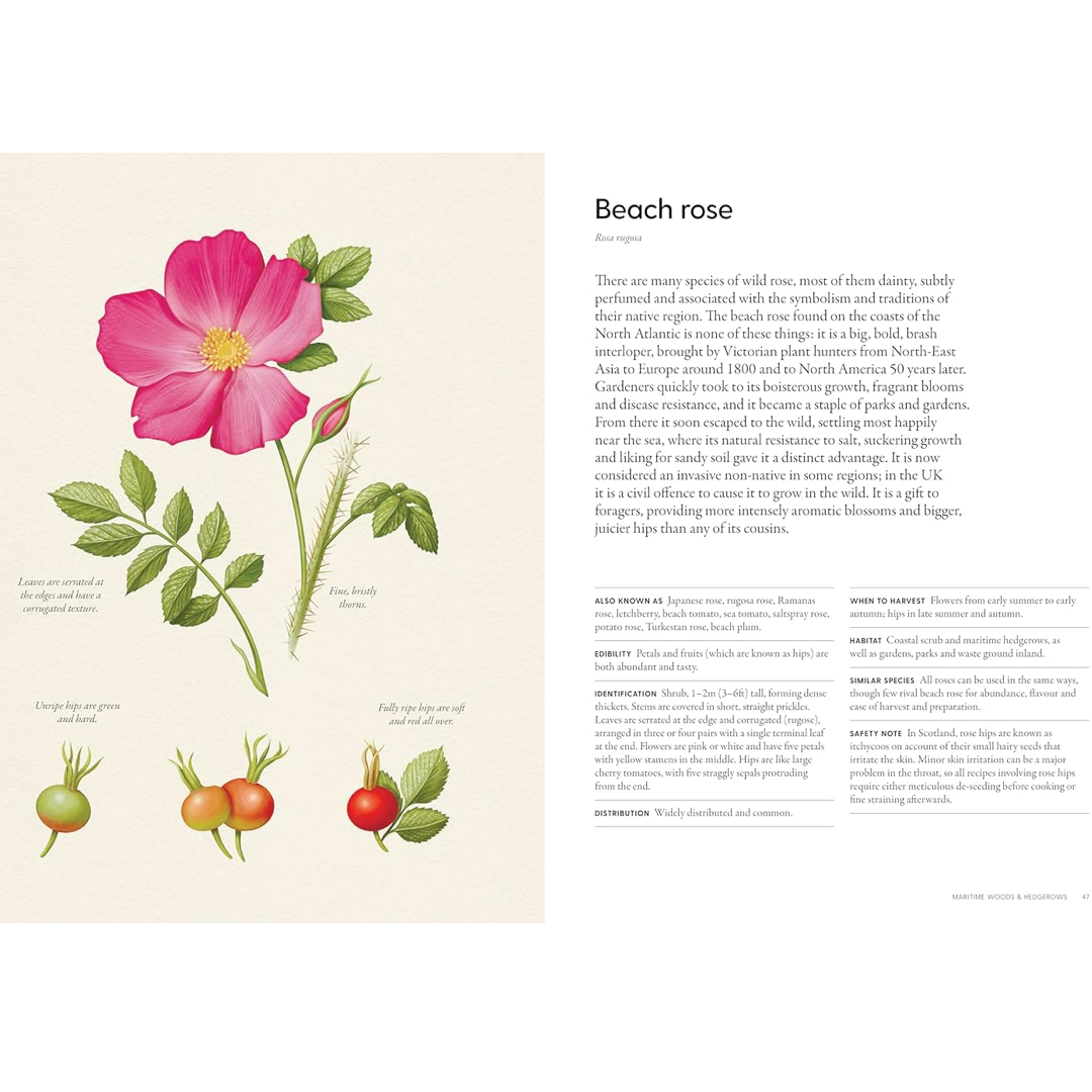 Illustration of a beach rose with its botanical name and description on a beige background. From the book the coastal forager 