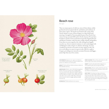 Illustration of a beach rose with its botanical name and description on a beige background. From the book the coastal forager 