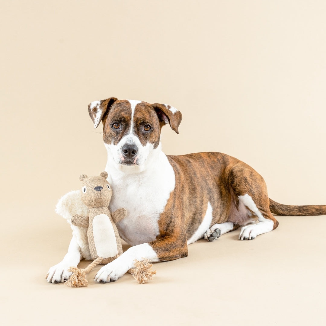 squirrel shaped dog toy with a dog