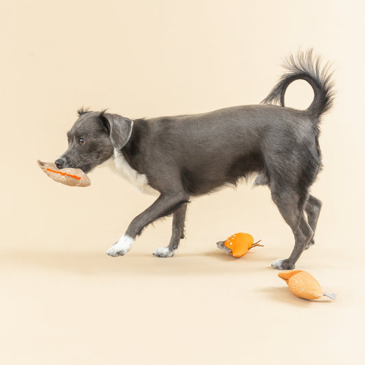 Dog carrying a toy on a beige background