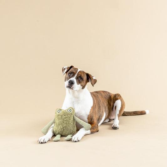 Dog playing with a green plush toy on a beige background