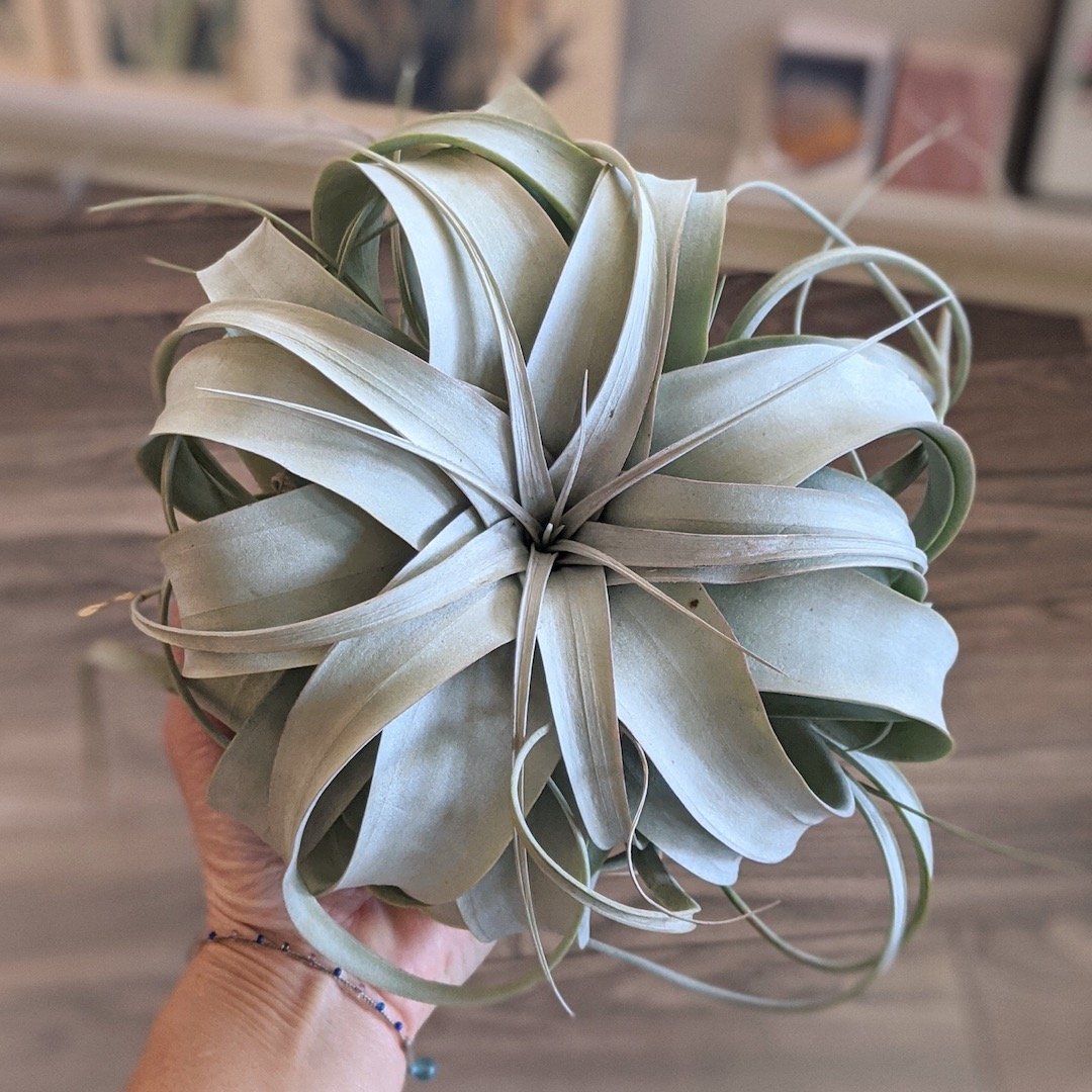 Hand holding a large air plant with a blurred indoor background