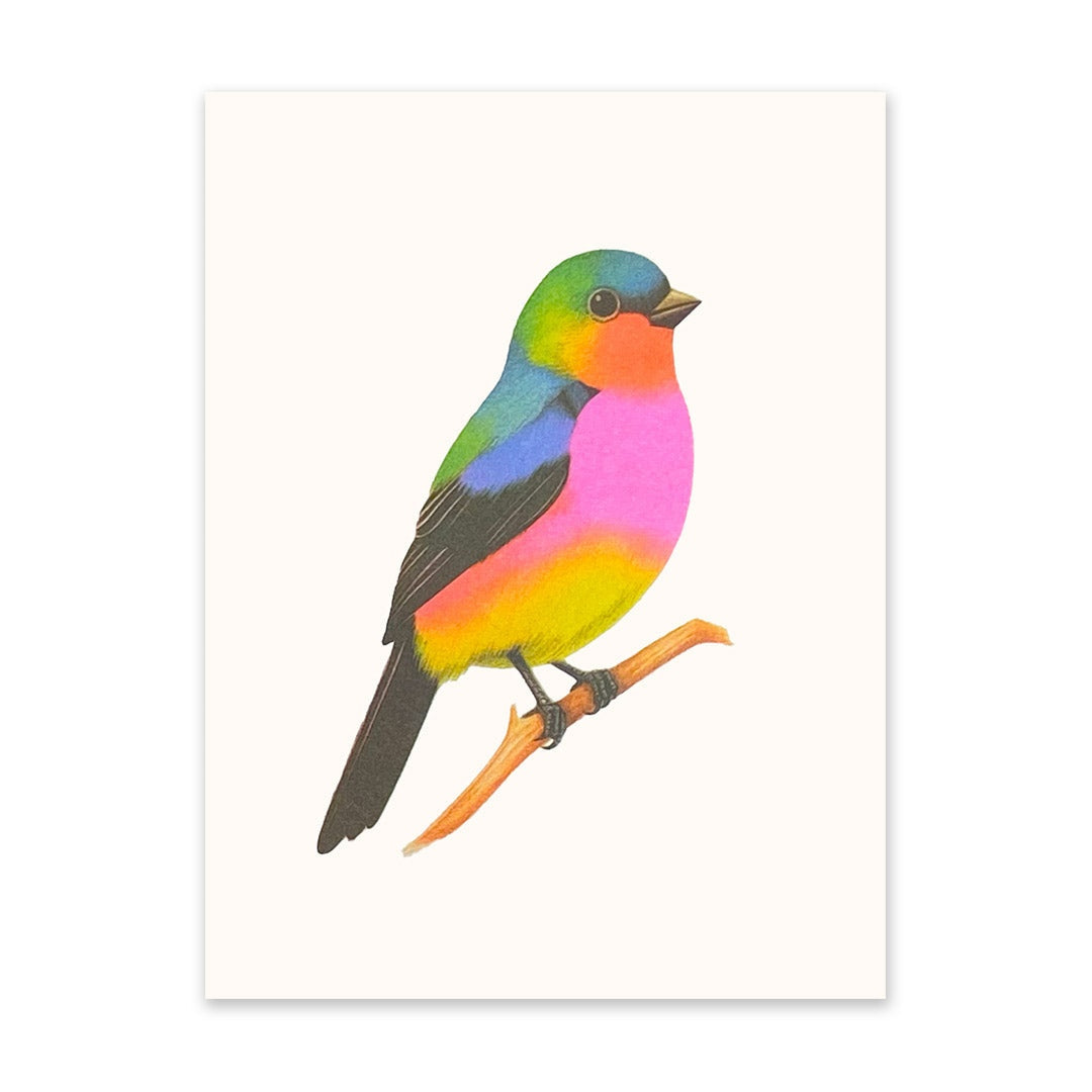 Colorful bird illustration on a white background