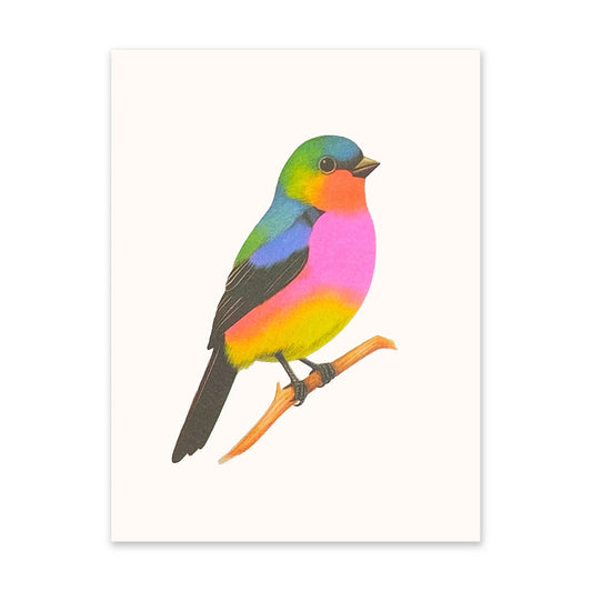 Colorful bird illustration on a white background