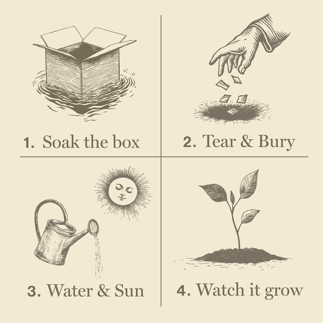 Illustrated steps for planting the plant the box candles