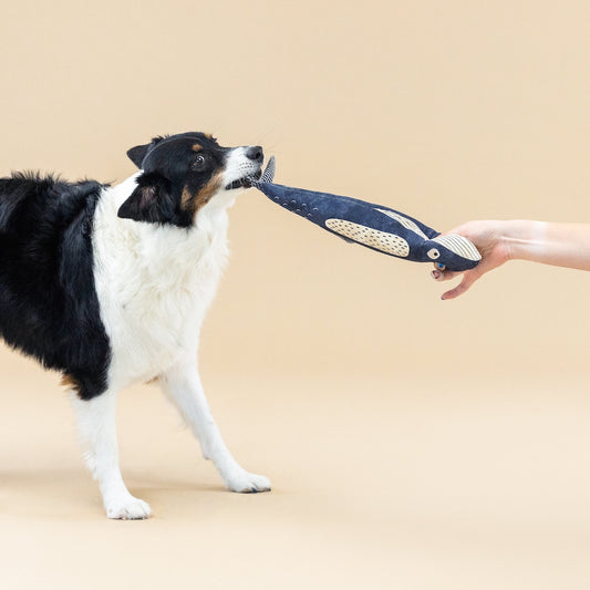 Dog playing with a whale shaped toy held by a person on a beige background
