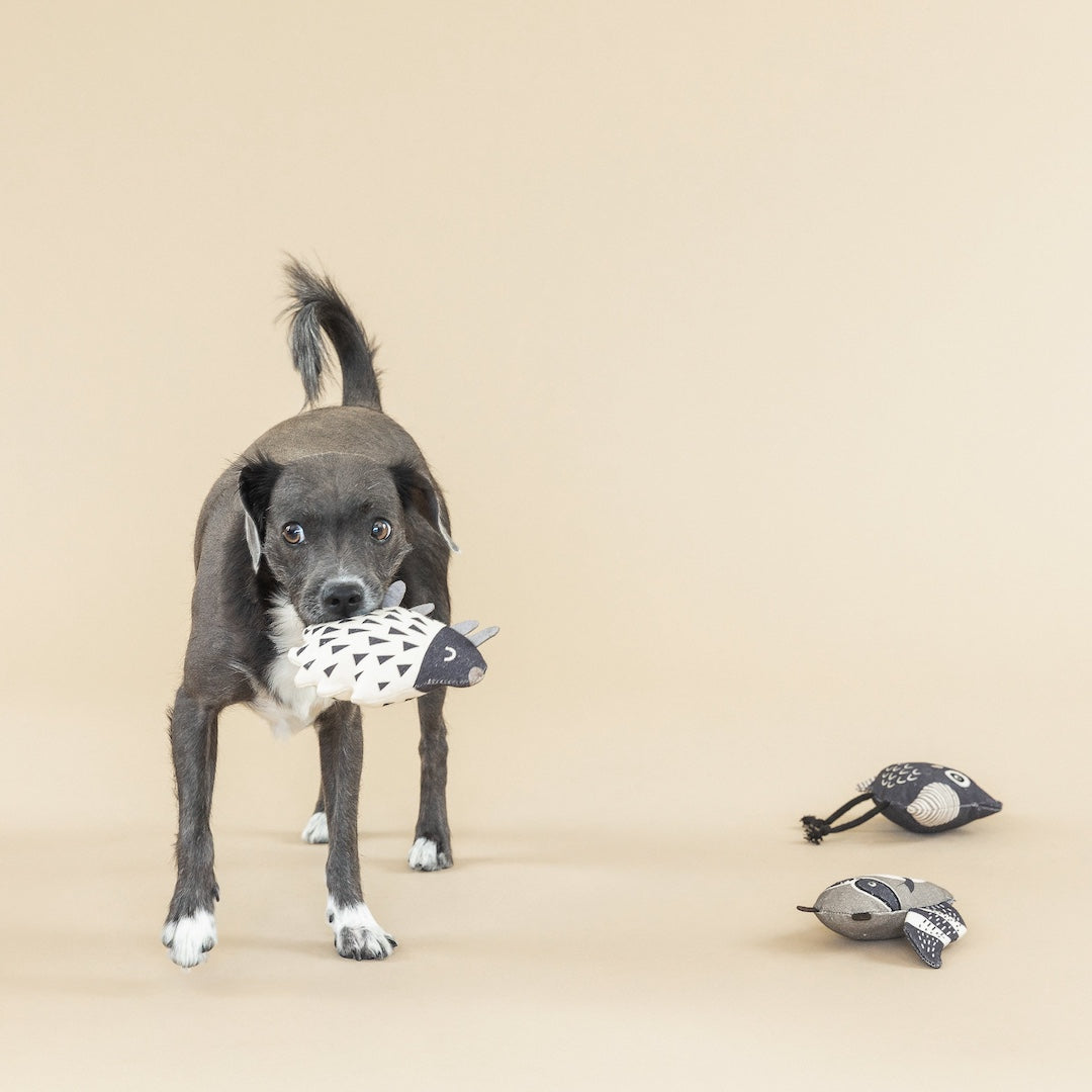 A dog with a porcupine shaped dog toy in its mouth on a plain background