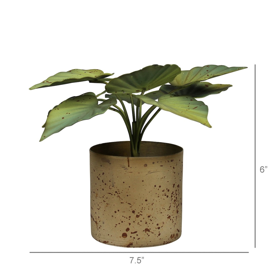 Potted aluminum plant with dimensions indicated on a white background