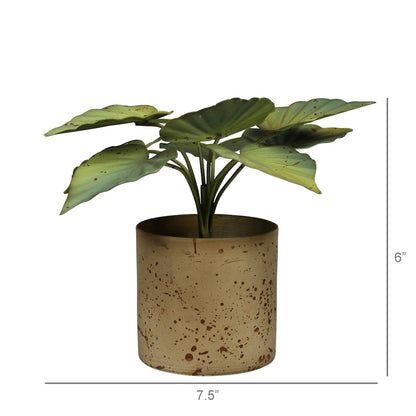 Potted aluminum plant with dimensions indicated on a white background