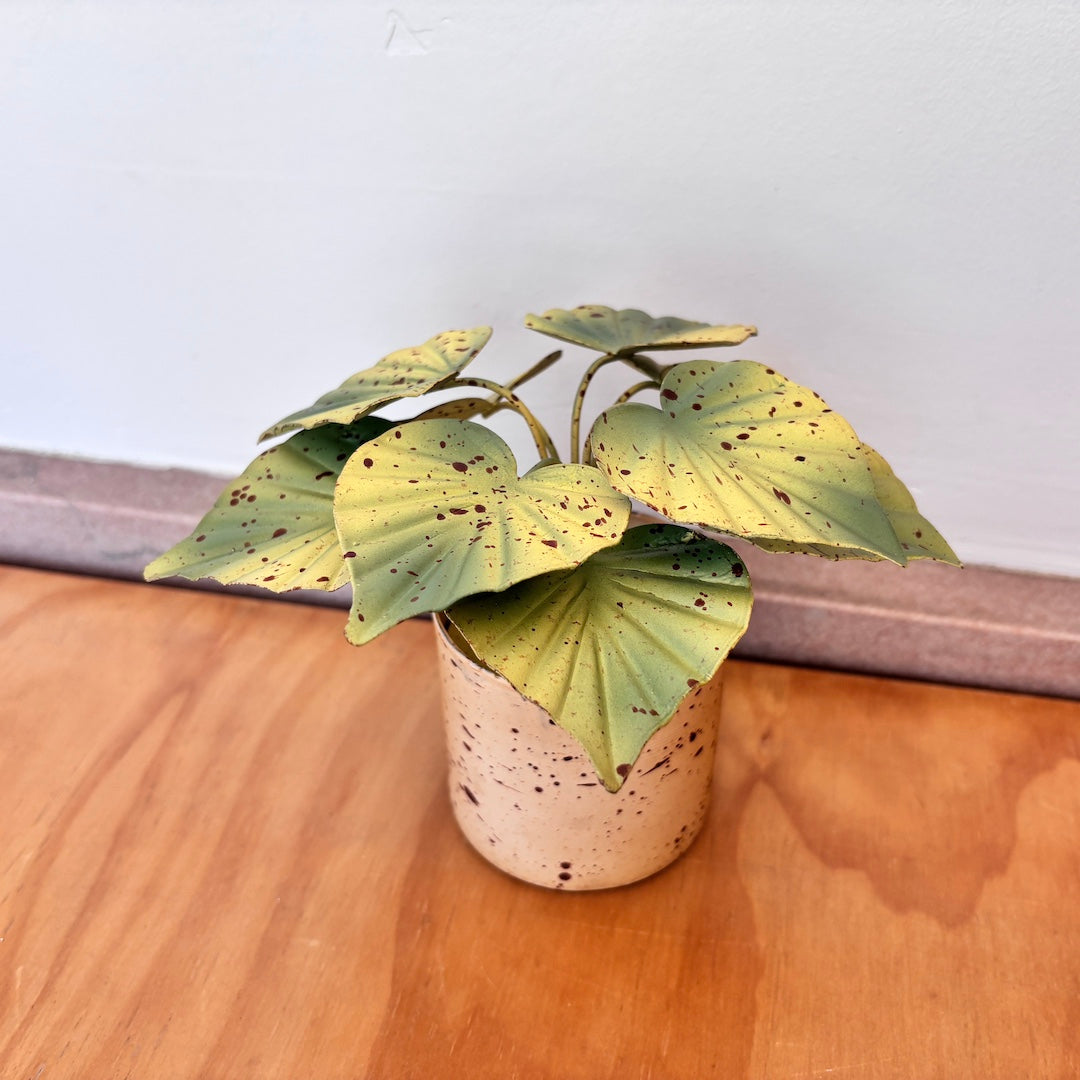 Potted aluminum plant with spotted leaves on a wooden surface
