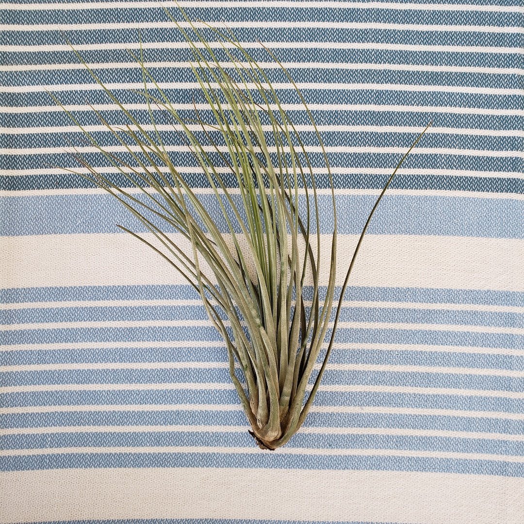 Tillandsia air plant on a blue and white striped fabric background