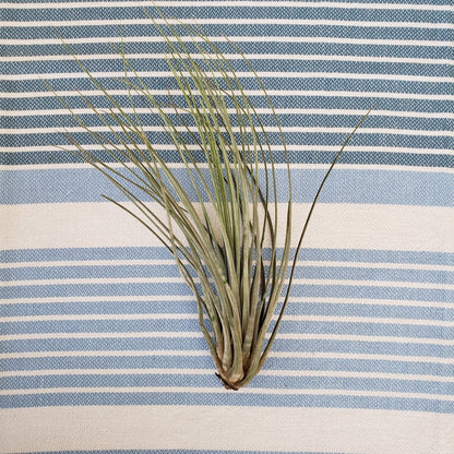 Tillandsia air plant on a blue and white striped fabric background