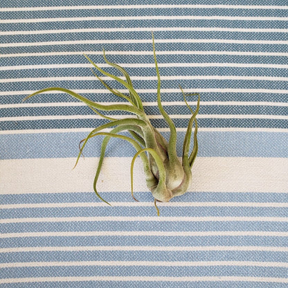 Green air plant on a blue and white striped fabric background