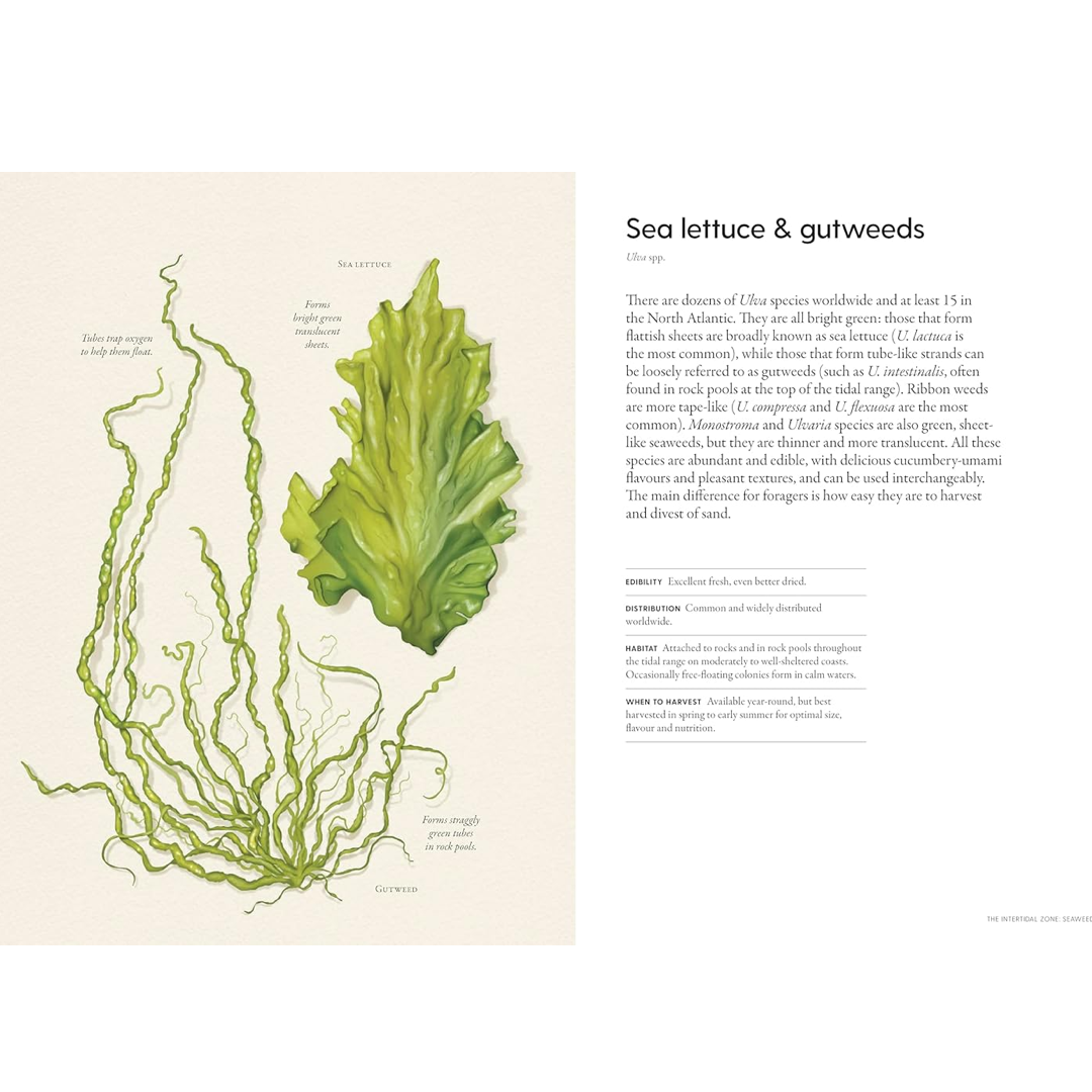 Illustration of sea lettuce and gutweeds with text on a beige background from the book the coastal forager