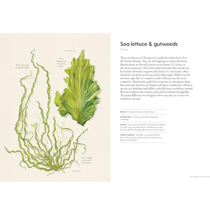 Illustration of sea lettuce and gutweeds with text on a beige background from the book the coastal forager